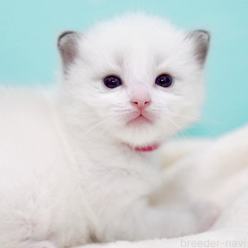 販売中の東京都のラグドール-137815の11枚目