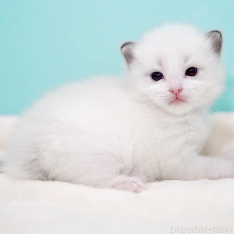 販売中の東京都のラグドール-137815の9枚目