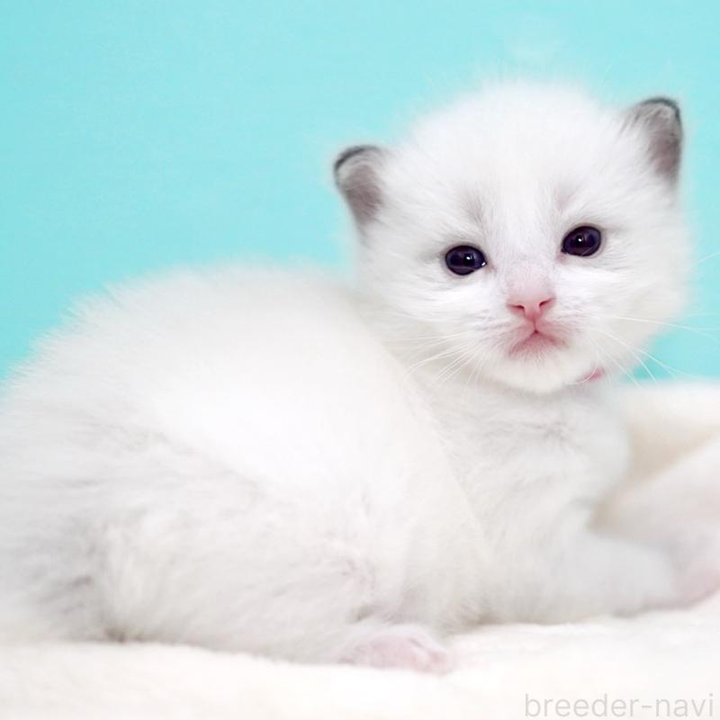 販売中の東京都のラグドール-137815の8枚目