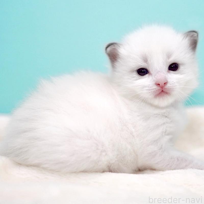 販売中の東京都のラグドール-137815の7枚目