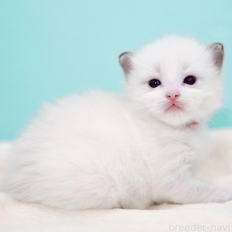 販売中の東京都のラグドール-137815の6枚目