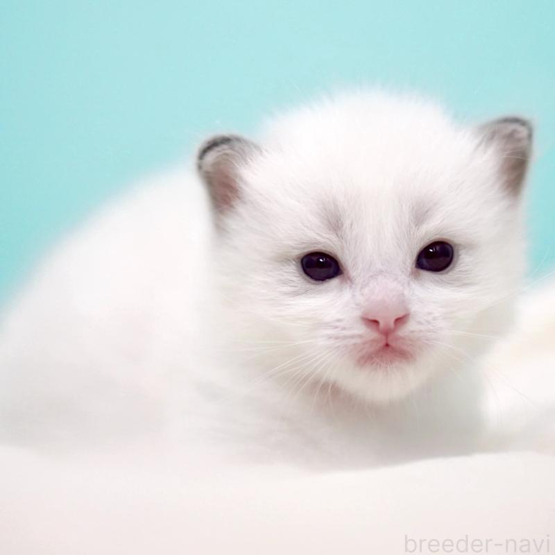 販売中の東京都のラグドール-137815の5枚目