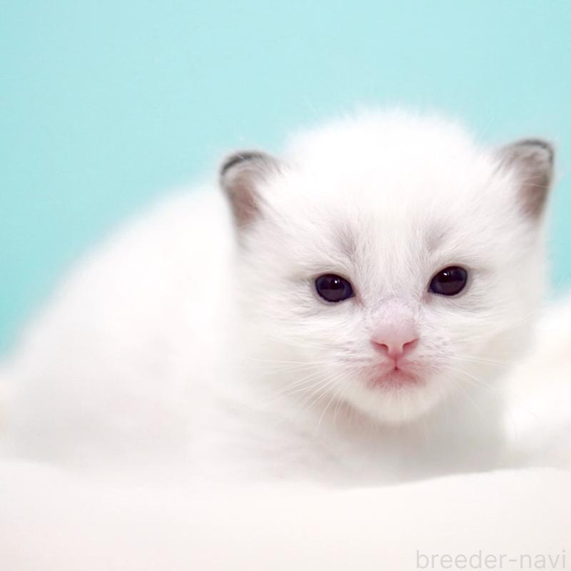 販売中の東京都のラグドール-137815の4枚目