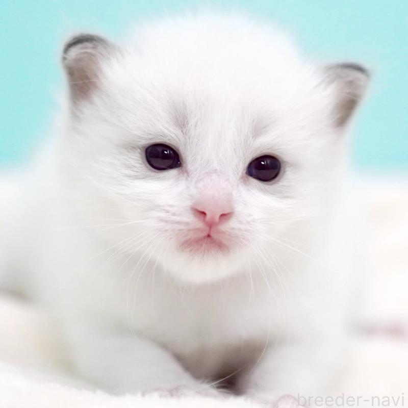 販売中の東京都のラグドール-137815の3枚目