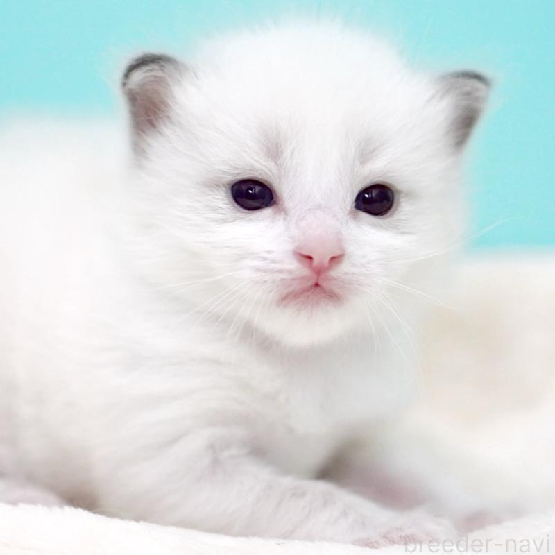 販売中の東京都のラグドール-137815の2枚目