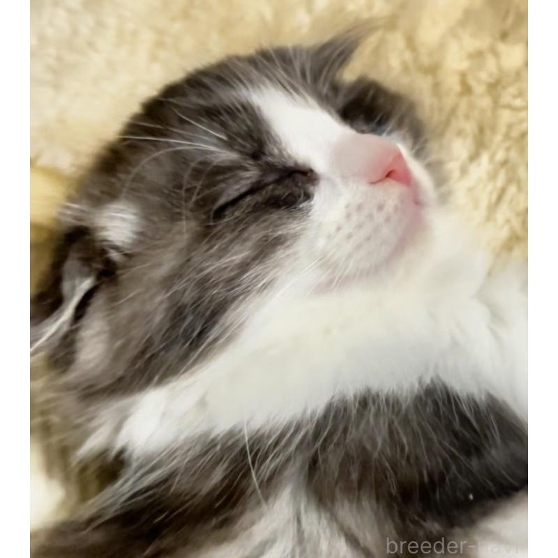 販売中の京都府のマンチカン-137816の11枚目