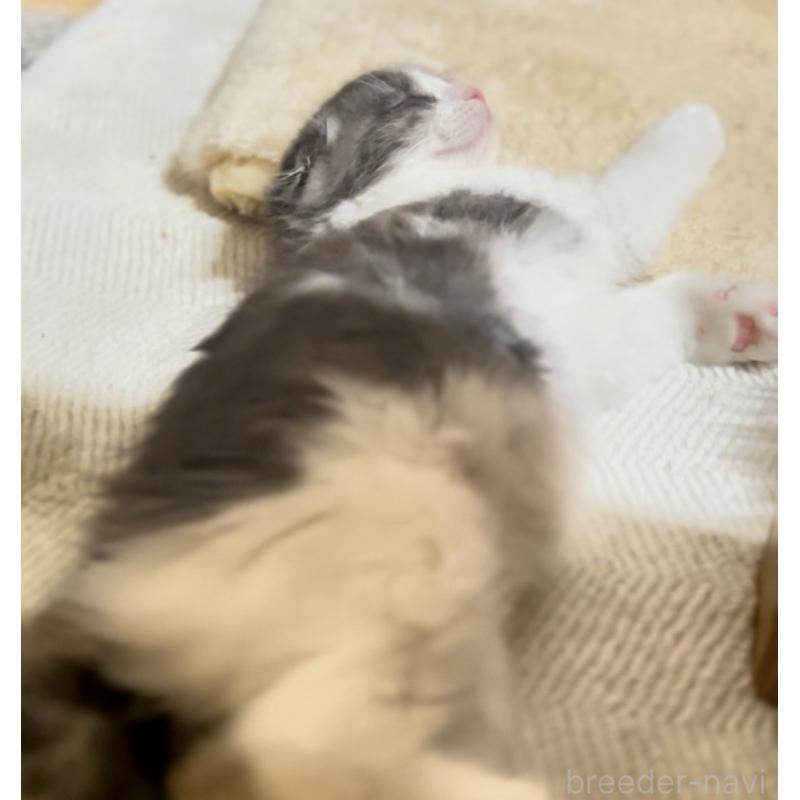 販売中の京都府のマンチカン-137816の10枚目