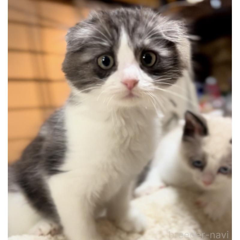 販売中の京都府のマンチカン-137816の9枚目