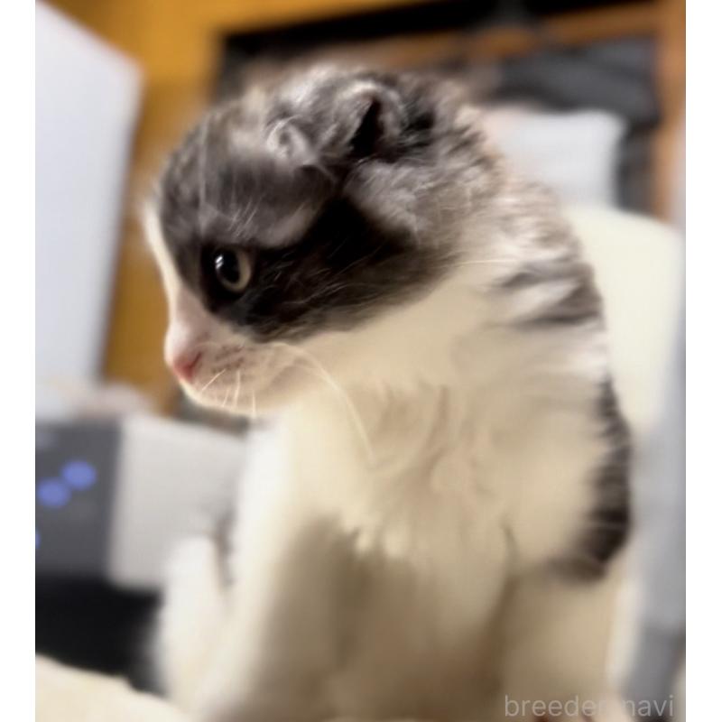 販売中の京都府のマンチカン-137816の7枚目