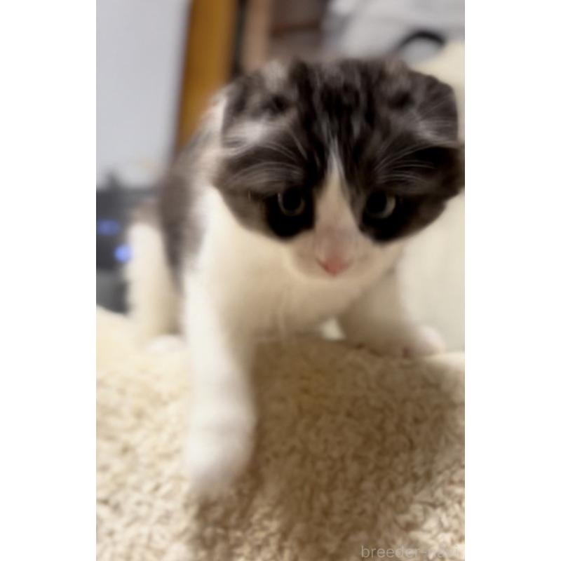 販売中の京都府のマンチカン-137816の6枚目