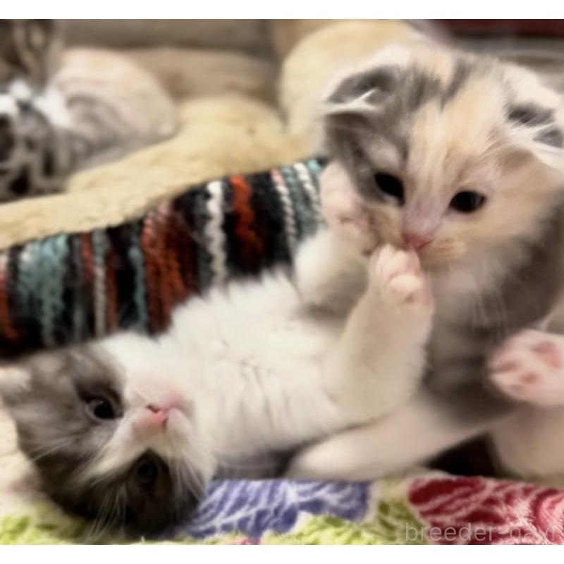 販売中の京都府のマンチカン-137816の4枚目