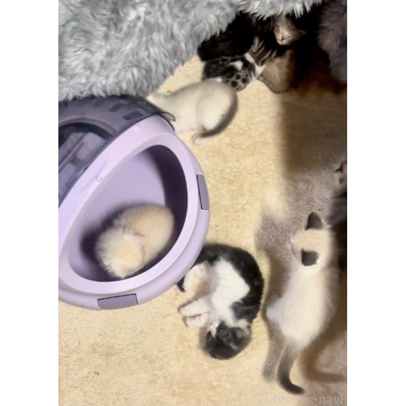 販売中の京都府のマンチカン-137816の2枚目