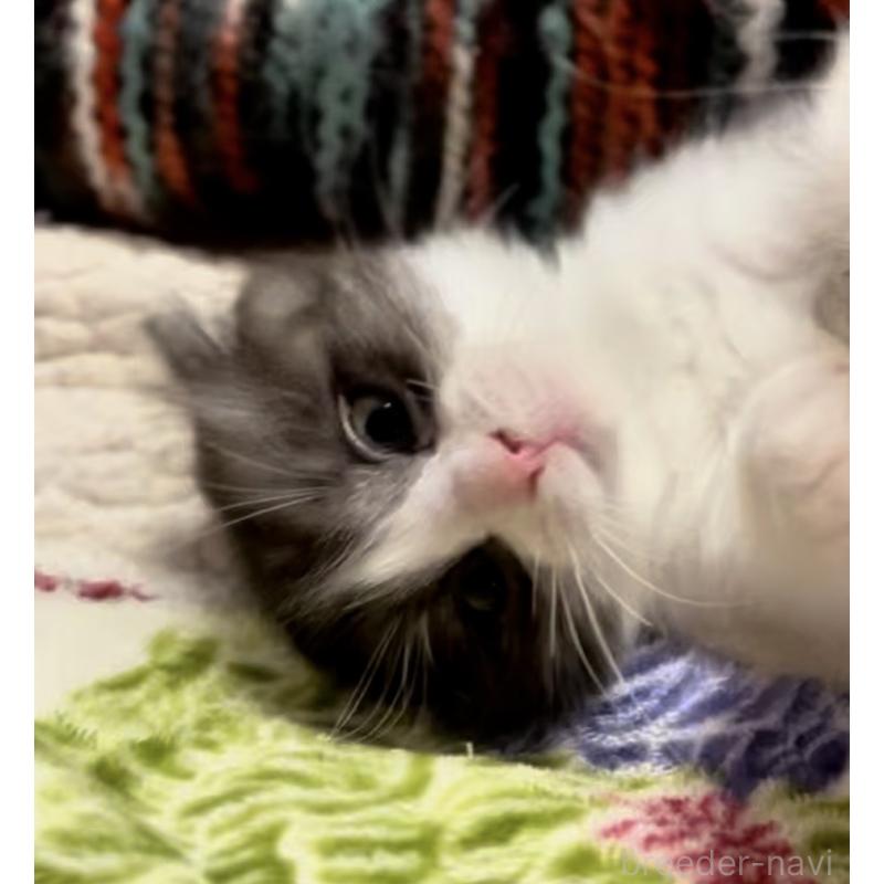 販売中の京都府のマンチカン-137816の3枚目