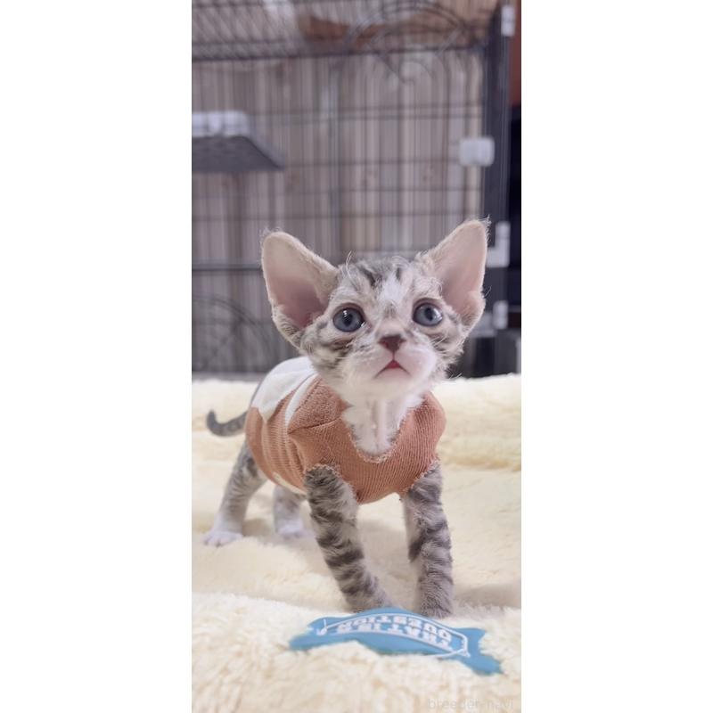 販売中の岐阜県のデボンレックス-137817の7枚目