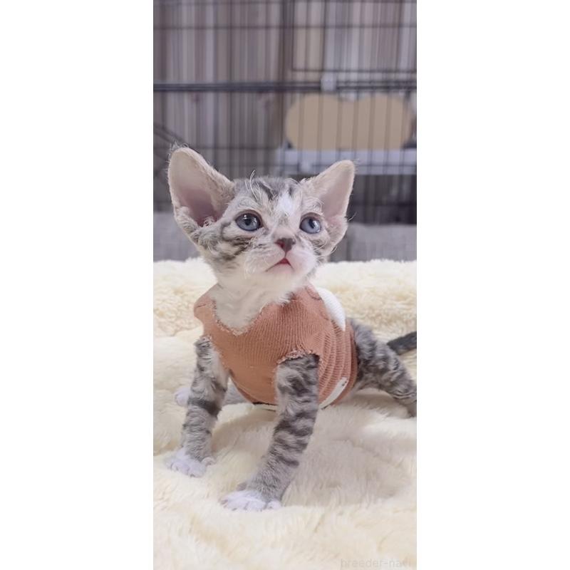 販売中の岐阜県のデボンレックス-137817の6枚目