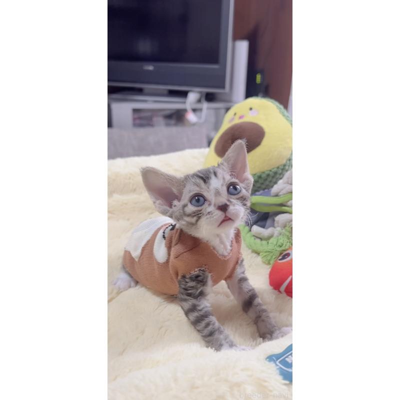 販売中の岐阜県のデボンレックス-137817の5枚目