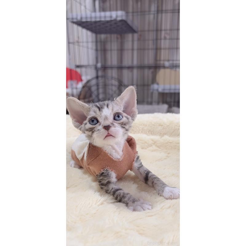 販売中の岐阜県のデボンレックス-137817の4枚目