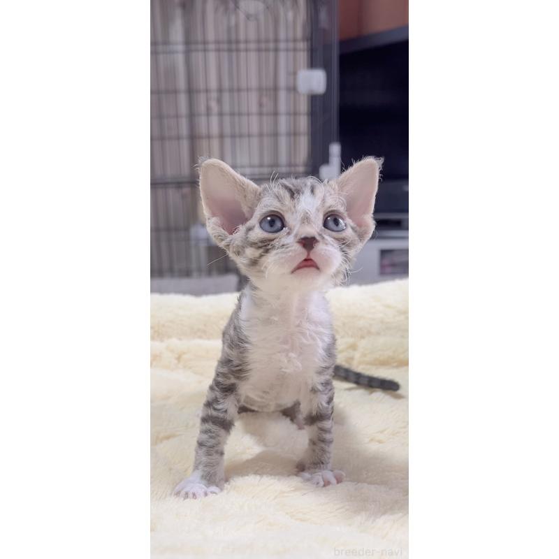 販売中の岐阜県のデボンレックス-137817の3枚目