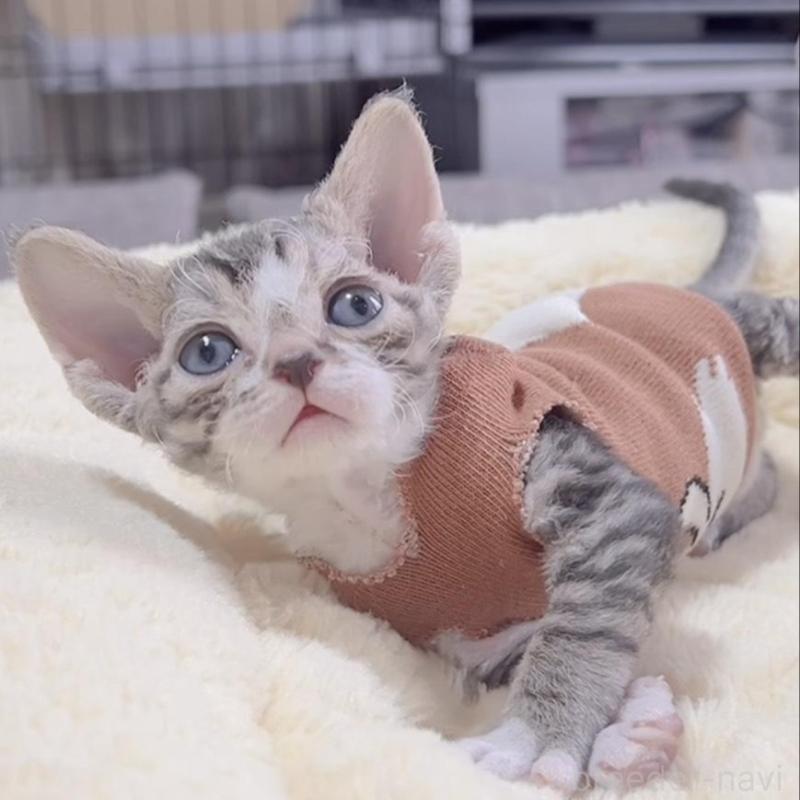 販売中の岐阜県のデボンレックス-137817の2枚目