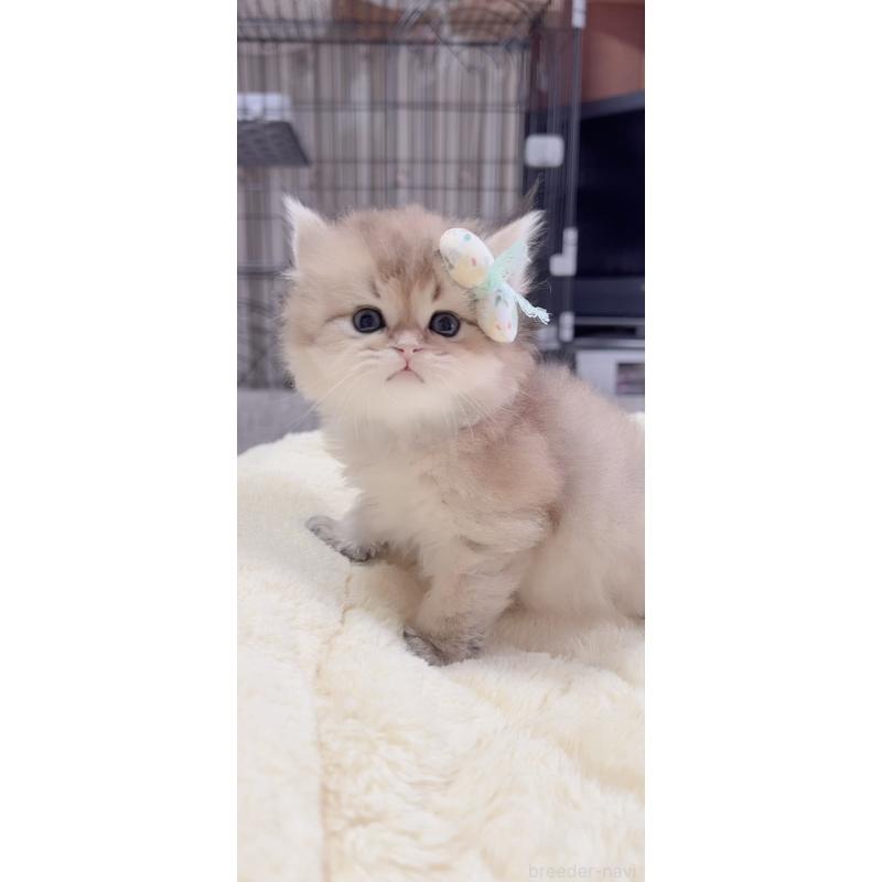 販売中の岐阜県のブリティッシュロングヘア-137818の7枚目