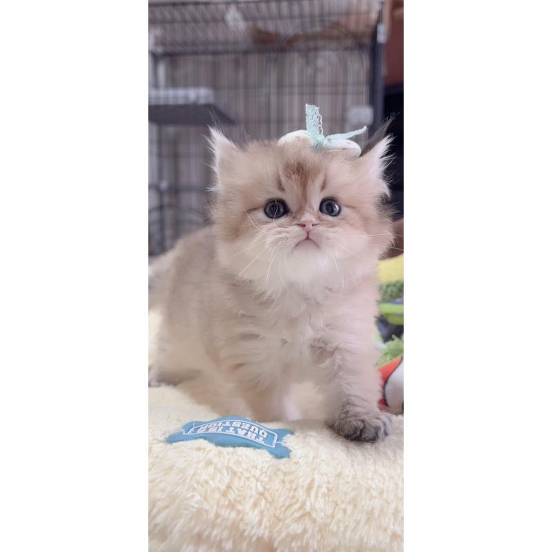 販売中の岐阜県のブリティッシュロングヘア-137818の6枚目