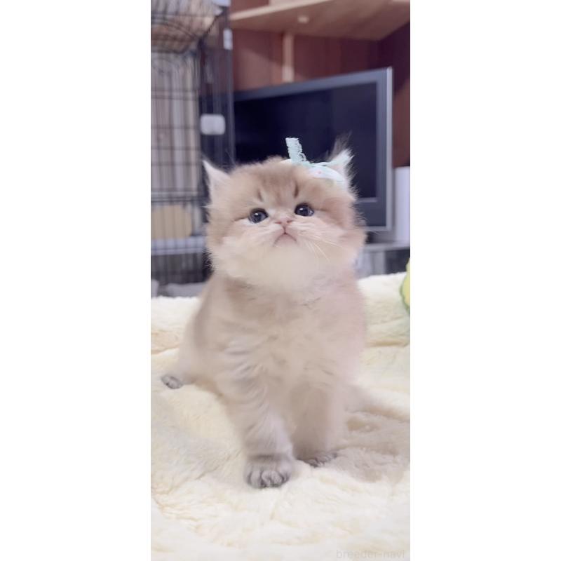 販売中の岐阜県のブリティッシュロングヘア-137818の5枚目