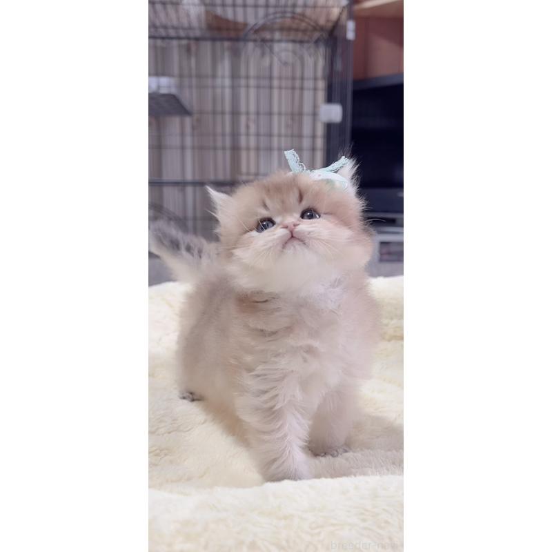 販売中の岐阜県のブリティッシュロングヘア-137818の4枚目