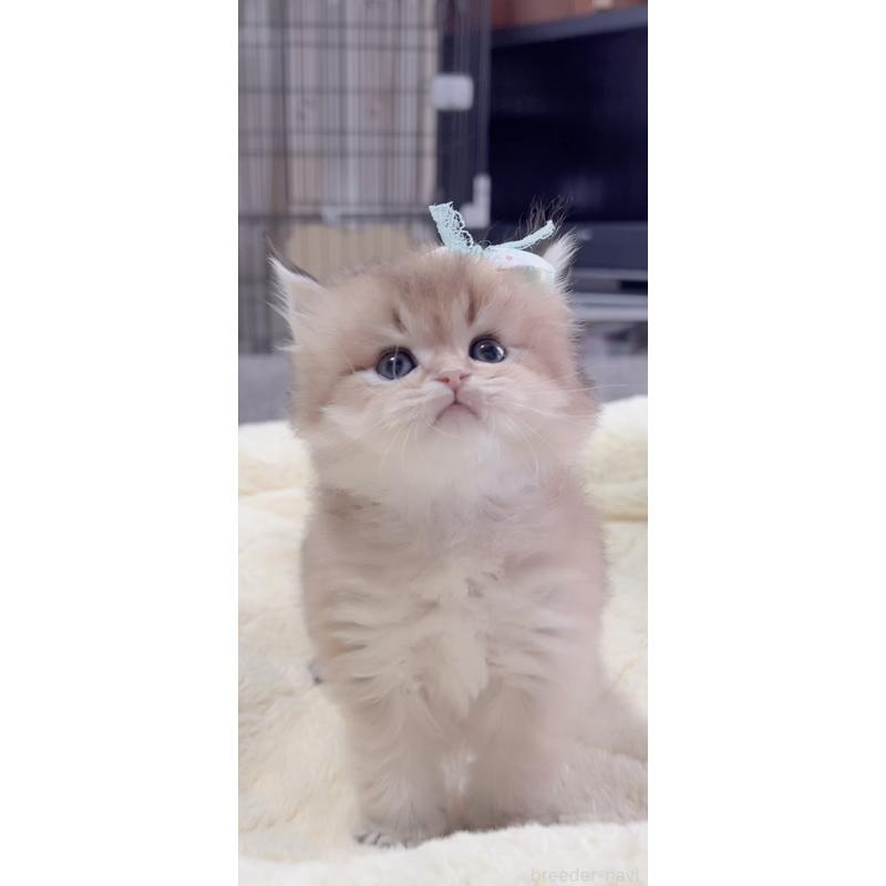 販売中の岐阜県のブリティッシュロングヘア-137818の3枚目