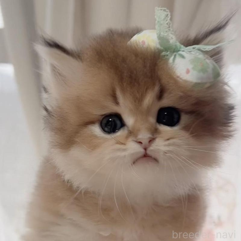 販売中の岐阜県のブリティッシュロングヘア-137818