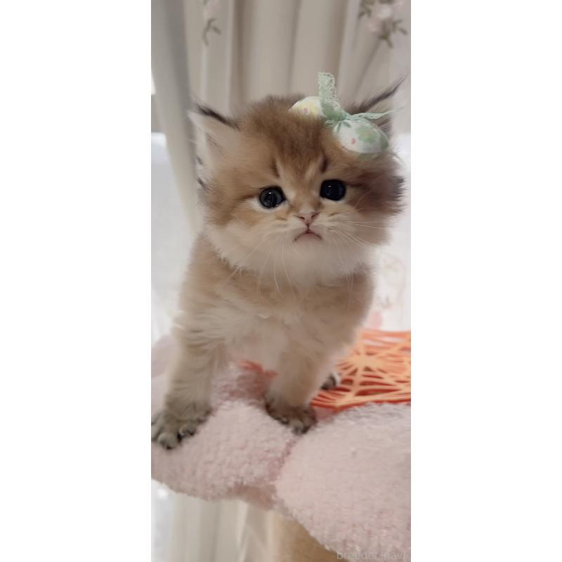 販売中の岐阜県のブリティッシュロングヘア-137818の2枚目