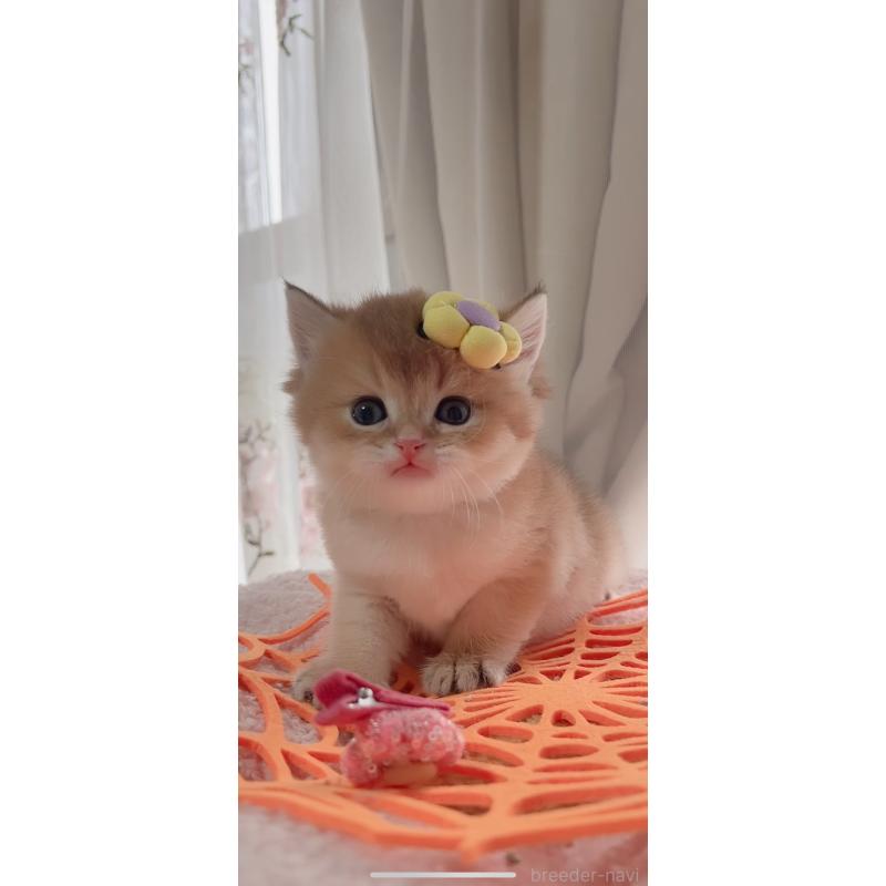 販売中の岐阜県のブリティッシュロングヘア-137819の7枚目