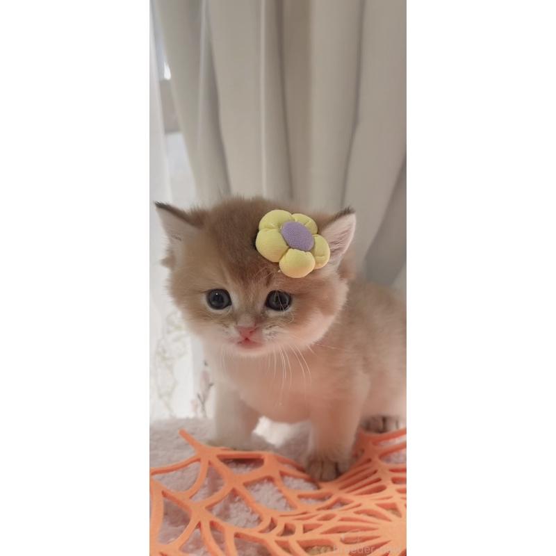 販売中の岐阜県のブリティッシュロングヘア-137819の6枚目