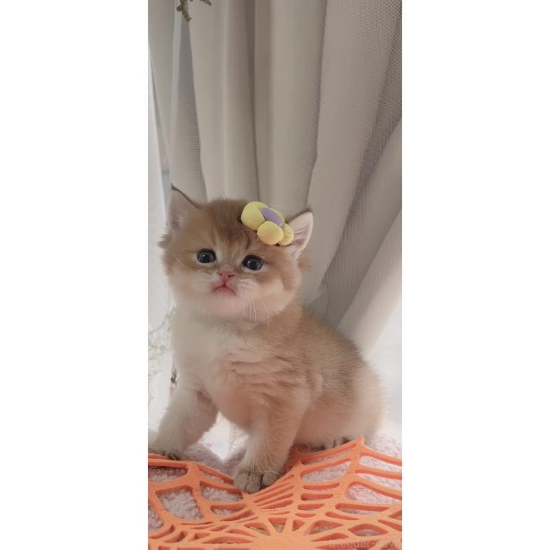 販売中の岐阜県のブリティッシュロングヘア-137819の5枚目