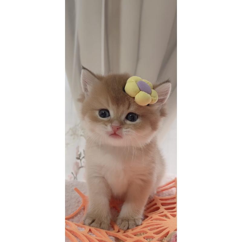 販売中の岐阜県のブリティッシュロングヘア-137819の4枚目