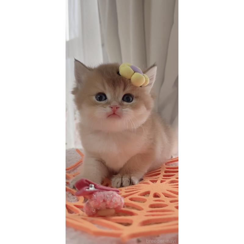 販売中の岐阜県のブリティッシュロングヘア-137819の3枚目