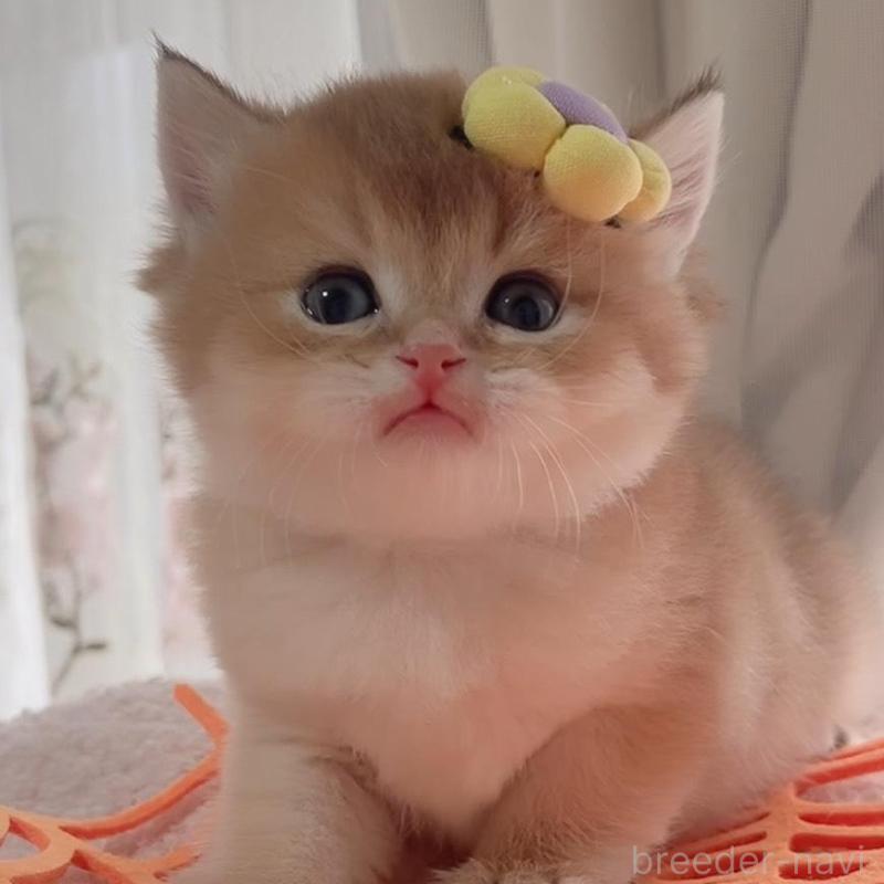 販売中の岐阜県のブリティッシュロングヘア-137819