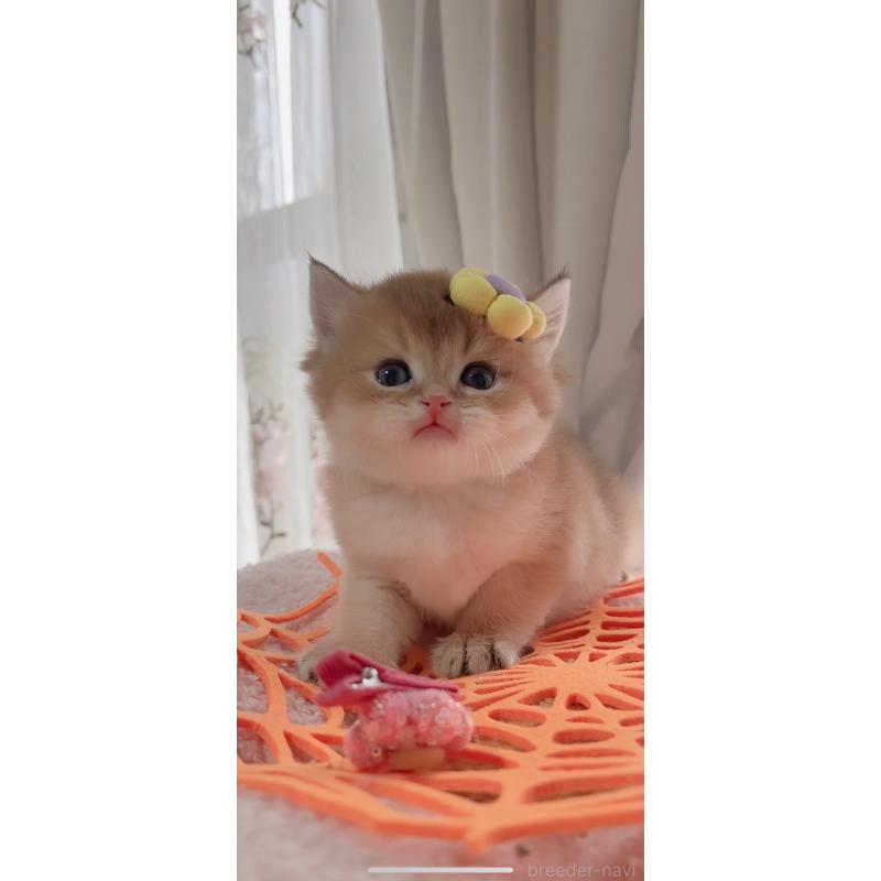 販売中の岐阜県のブリティッシュロングヘア-137819の2枚目