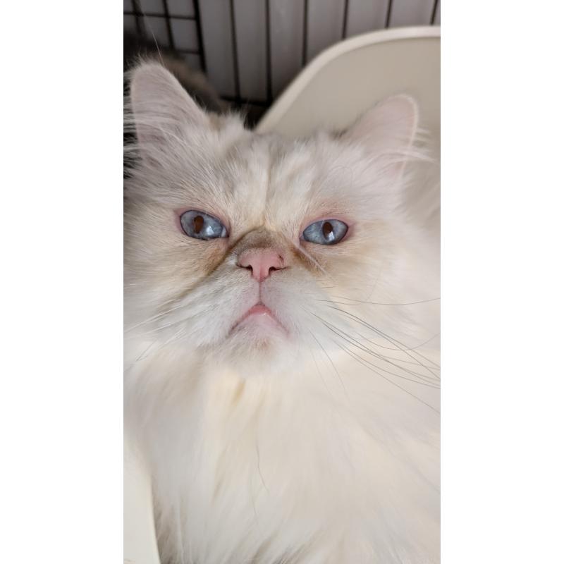 販売中の大阪府のミヌエット-119962