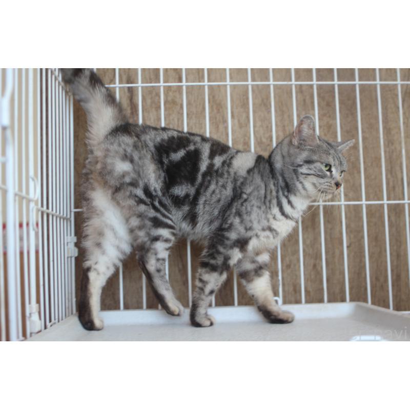 販売中の北海道のアメリカンショートヘア-137821の4枚目