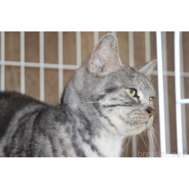 販売中の北海道のアメリカンショートヘア-137821の3枚目