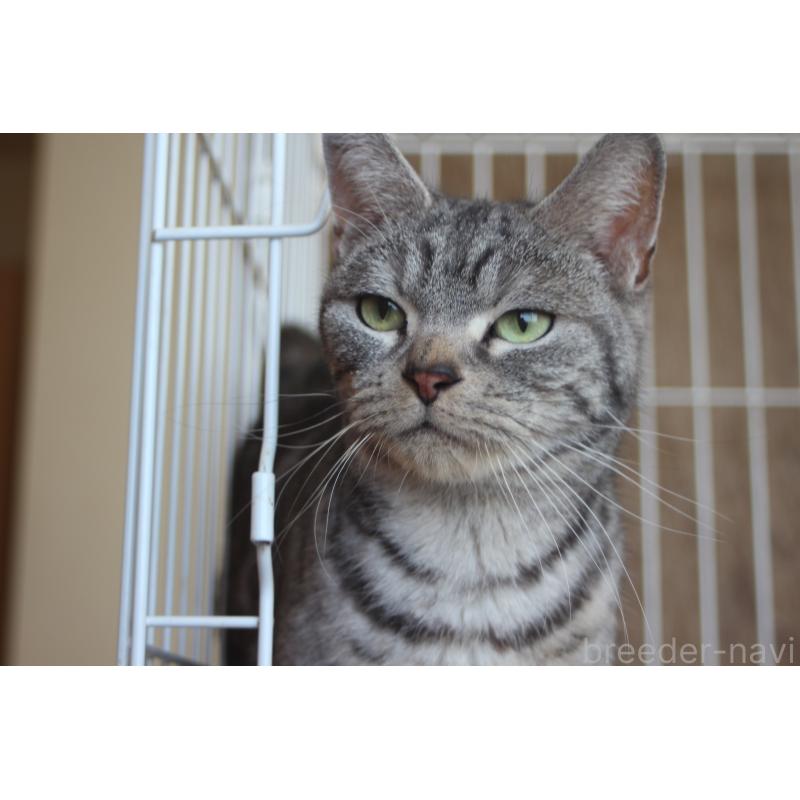 販売中の北海道のアメリカンショートヘア-137821の2枚目