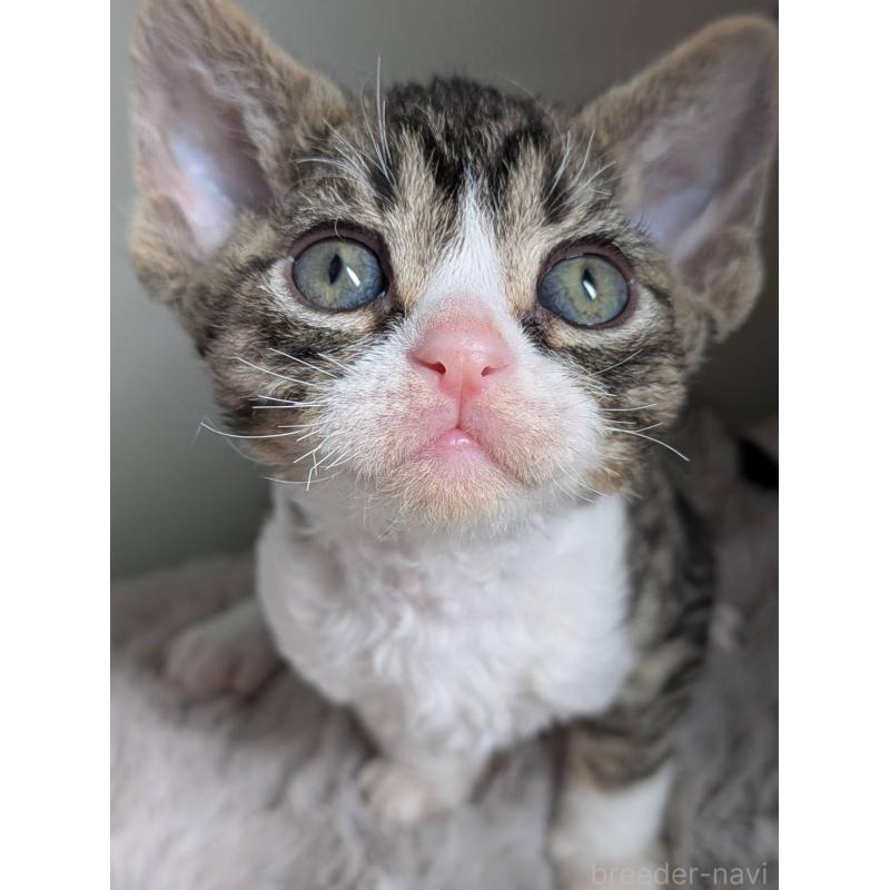 販売中の北海道のデボンレックス-137820の6枚目