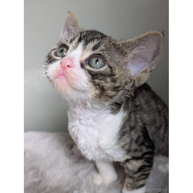 販売中の北海道のデボンレックス-137820の5枚目