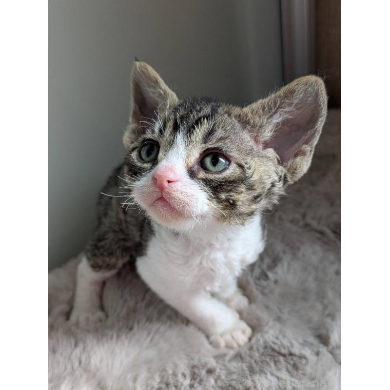 販売中の北海道のデボンレックス-137820の4枚目