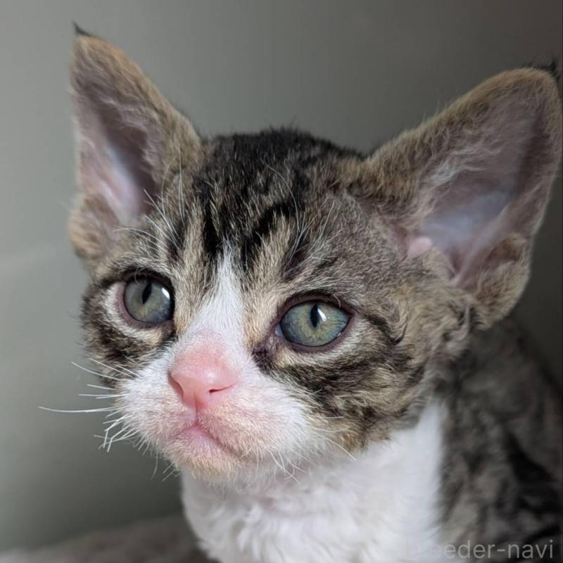 販売中ののデボンレックス-137820