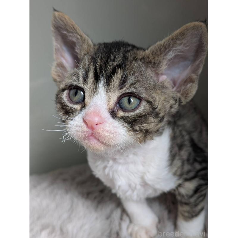 販売中の北海道のデボンレックス-137820の2枚目