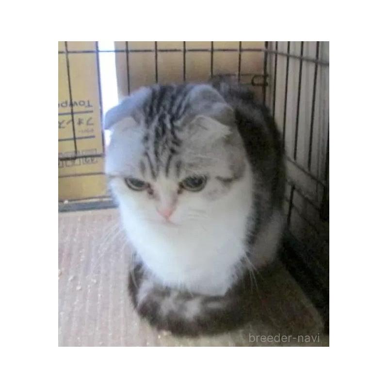 販売中の青森県のミヌエット(短足)-137823の3枚目