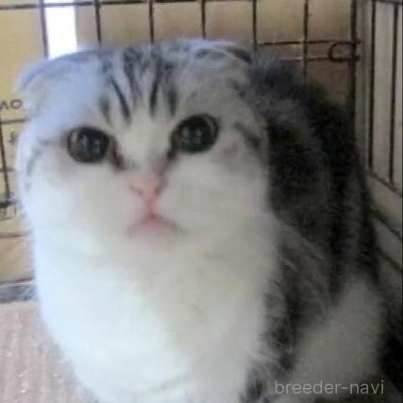 販売中の青森県のミヌエット(短足)-137823の1枚目