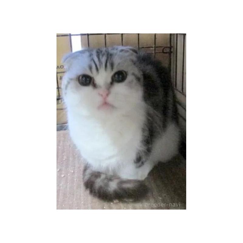 販売中の青森県のミヌエット(短足)-137823の2枚目