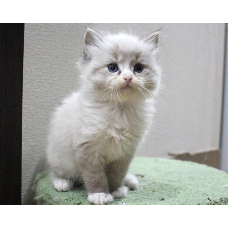 販売中の山梨県のラグドール-136574の6枚目